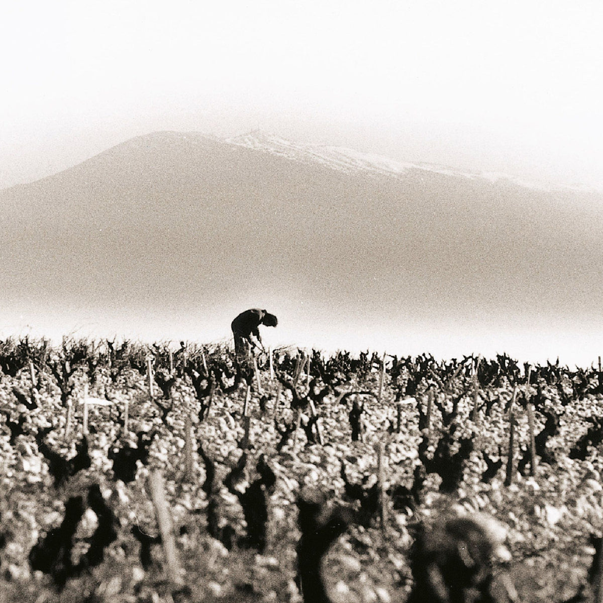 Domaine du Vieux Télégraphe Châteauneuf-du-Pape 2021