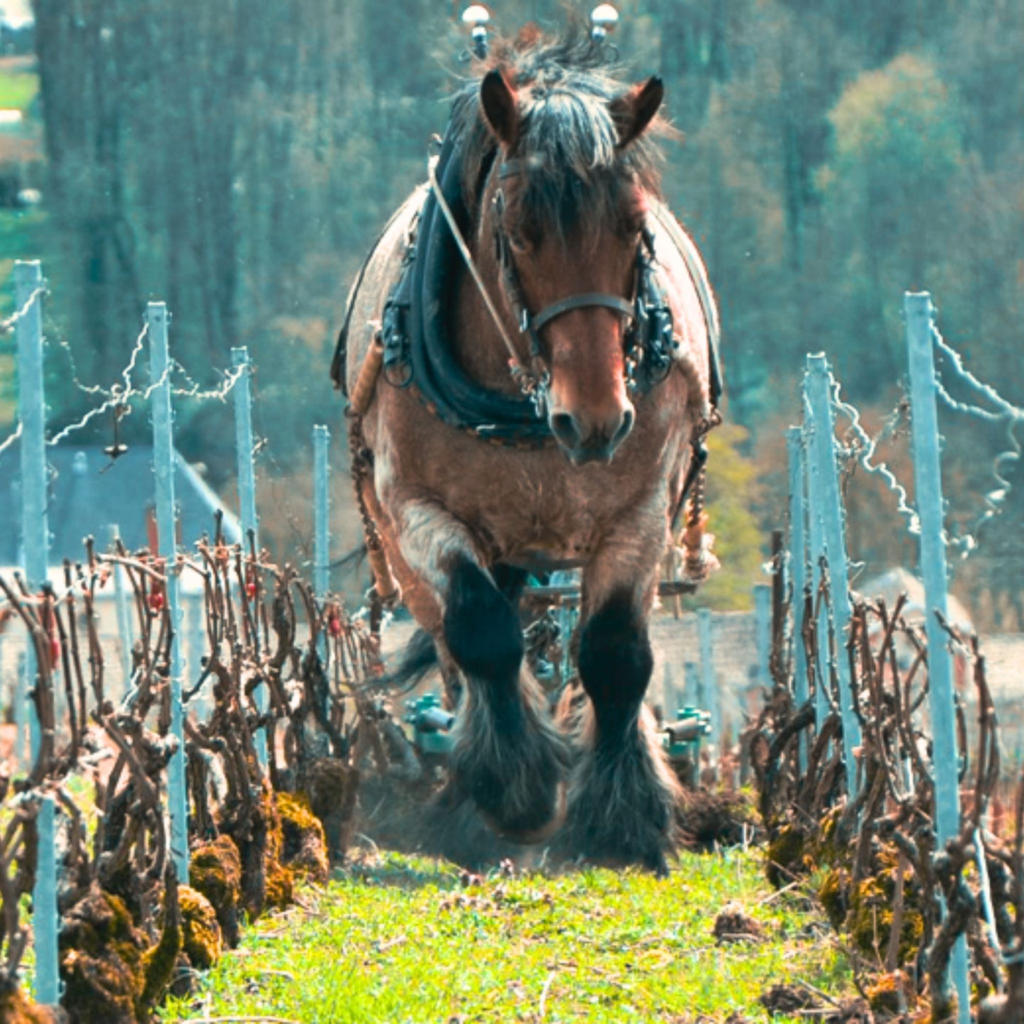 Georges Laval Brut Nature Cumieres NV