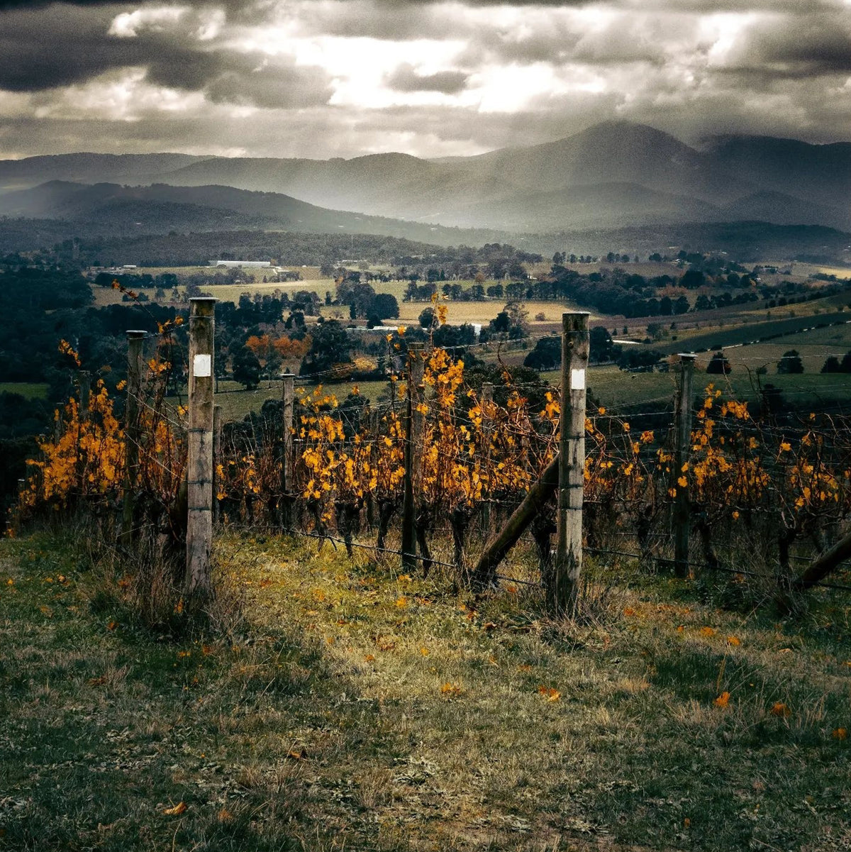 Giant Steps LDR Pinot Noir Syrah 2023