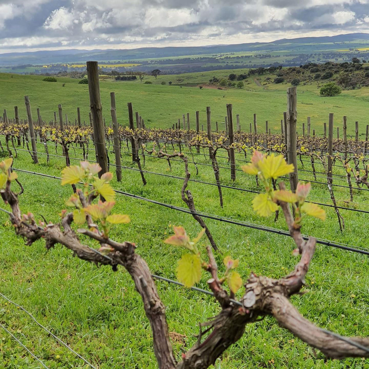 Grosset Piccadilly Chardonnay 2022