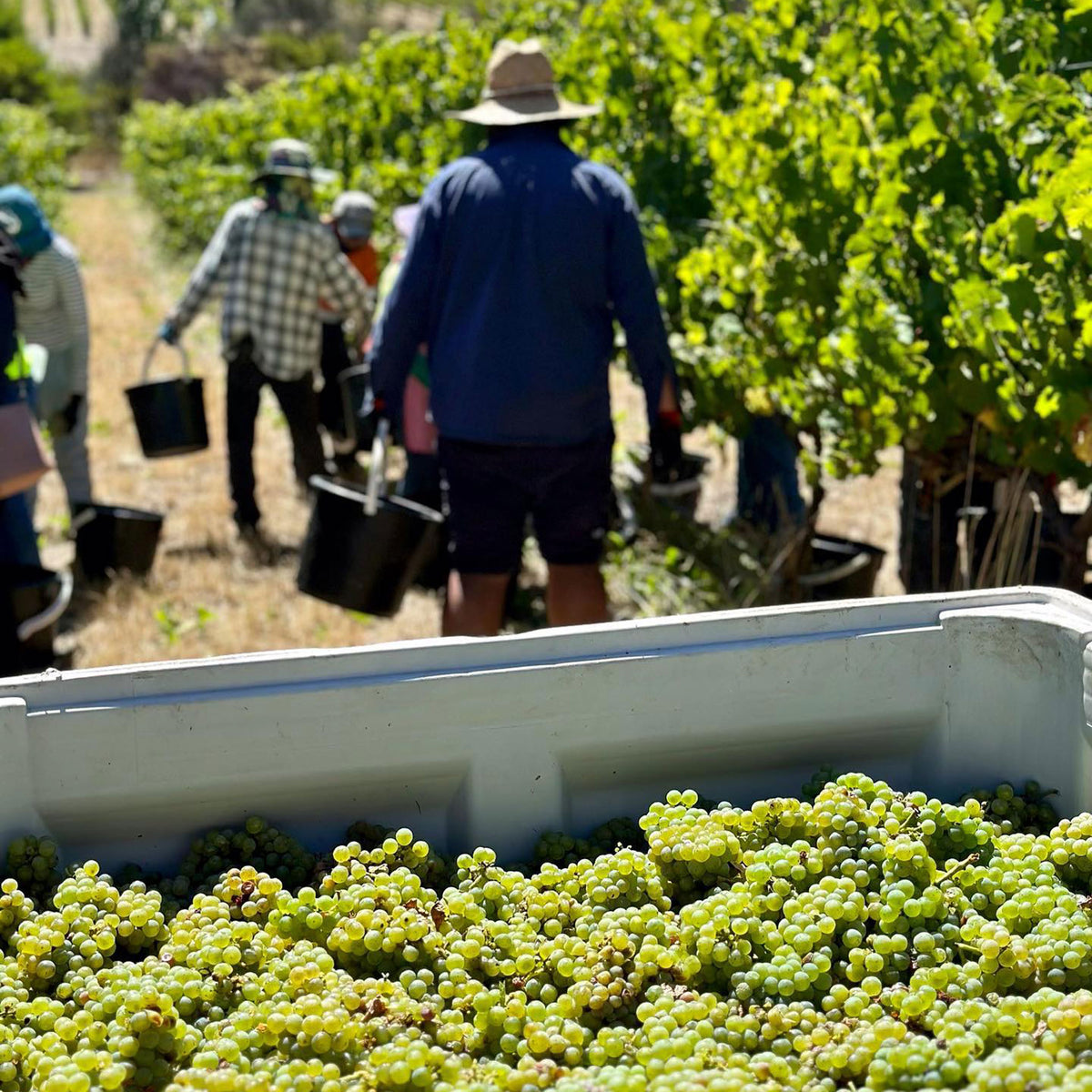 Grosset Piccadilly Chardonnay 2022