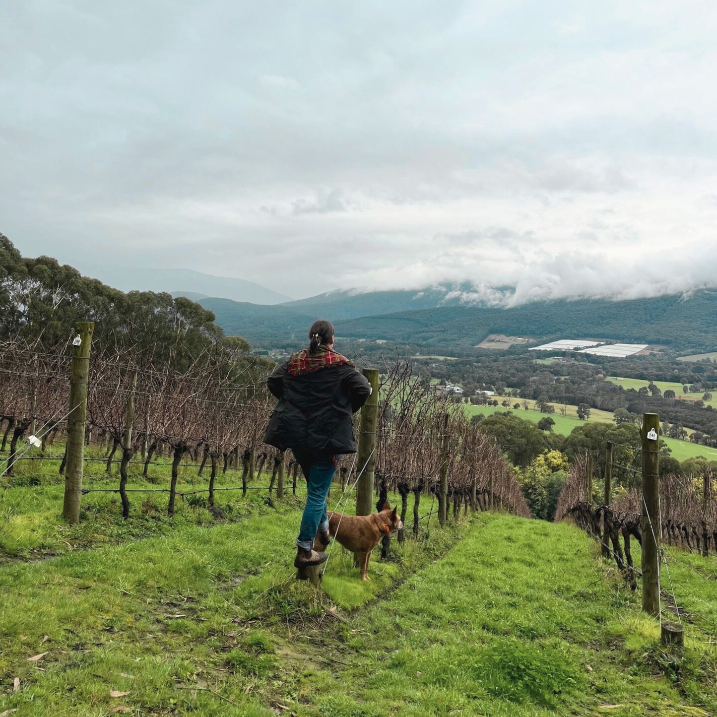 Giant Steps Primavera Vineyard Pinot Noir 2023