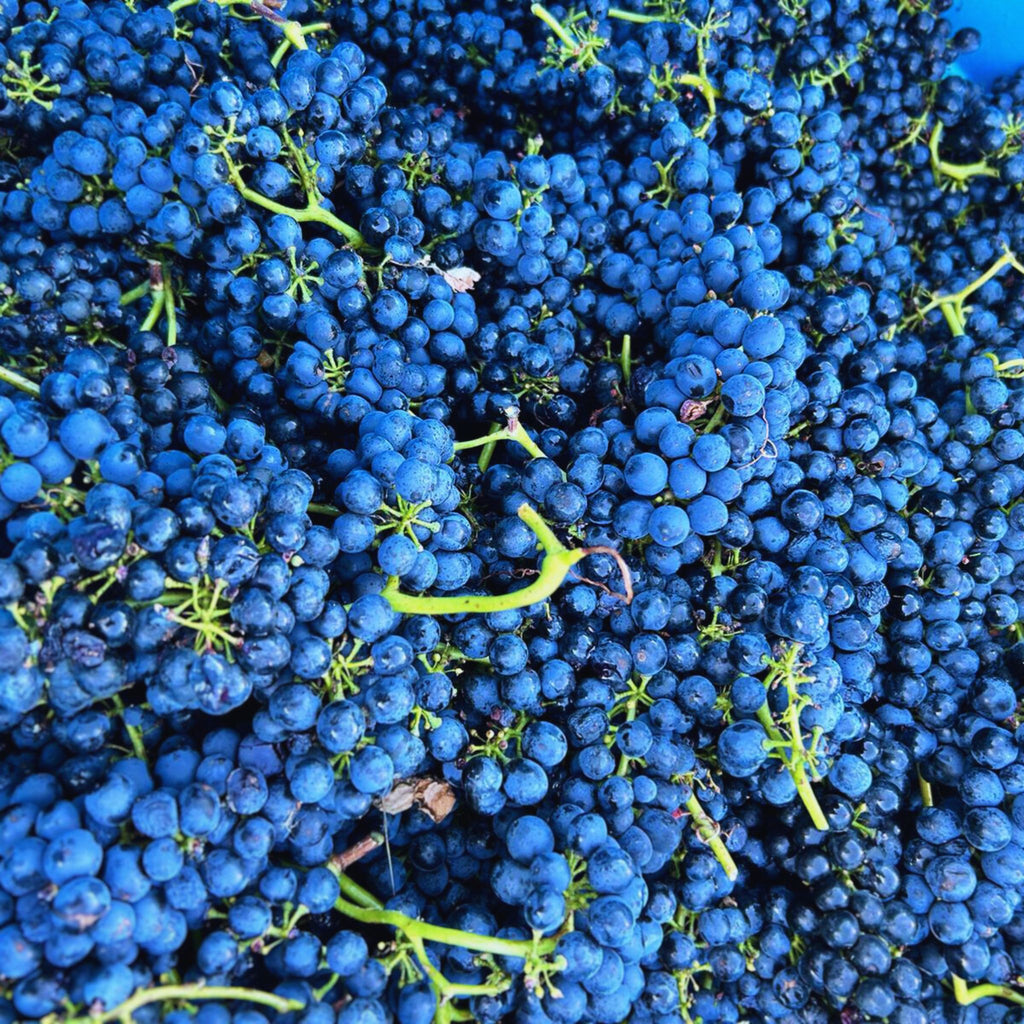 Henschke Hill of Grace Shiraz 2014