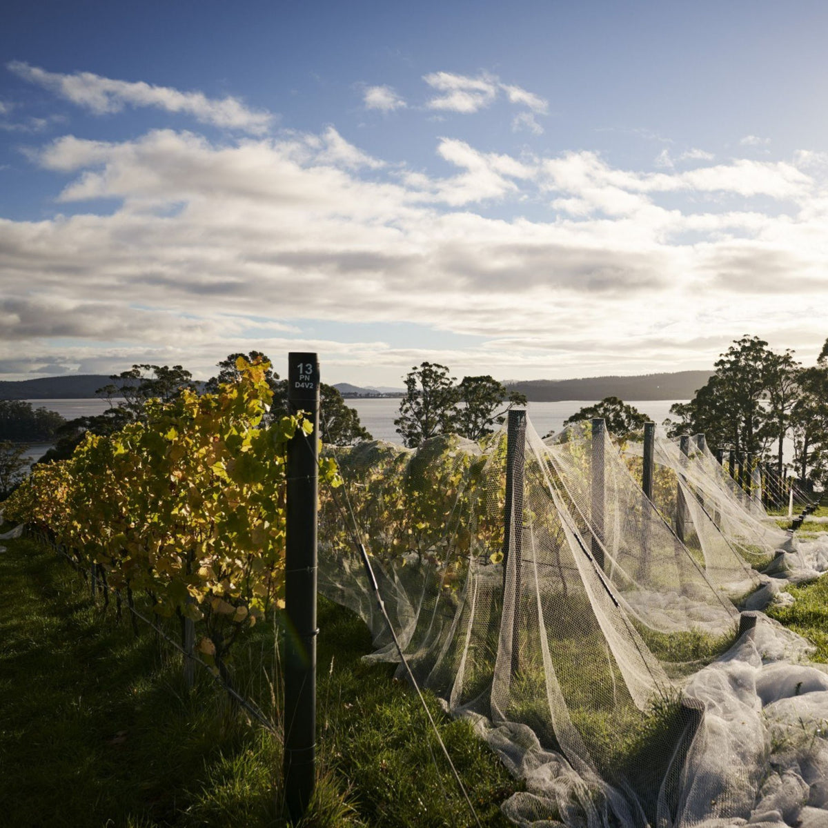 Hughes & Hughes Chardonnay 2023