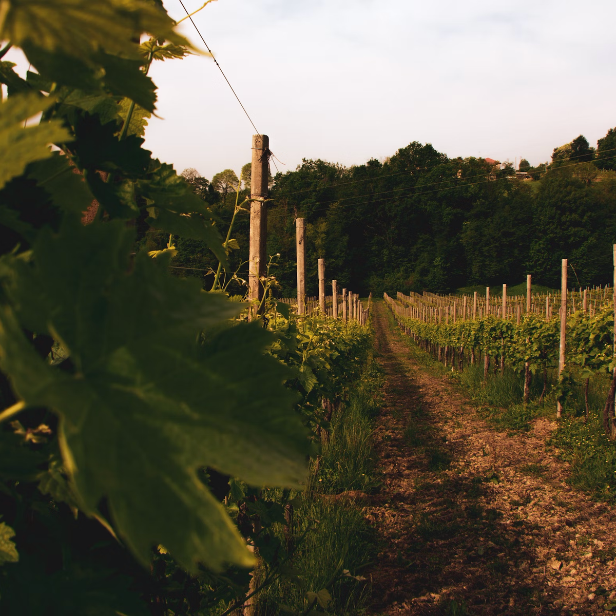 Meraki Prosecco NV