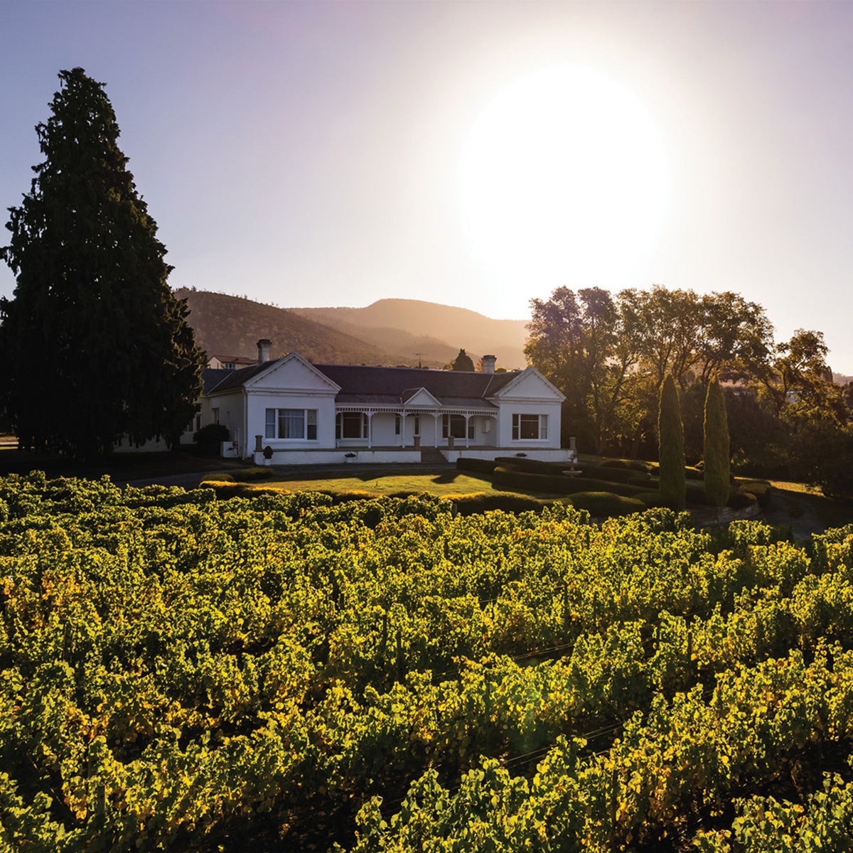 Lowestoft Estate Pinot Noir 2021