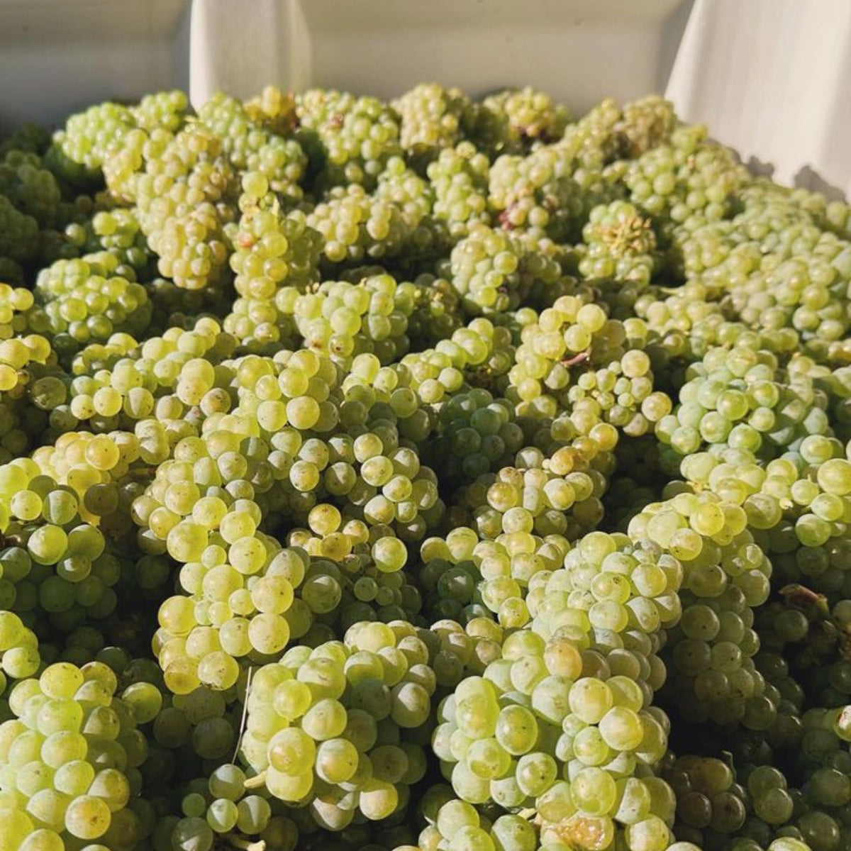 Grosset Polish Hill Riesling 2024