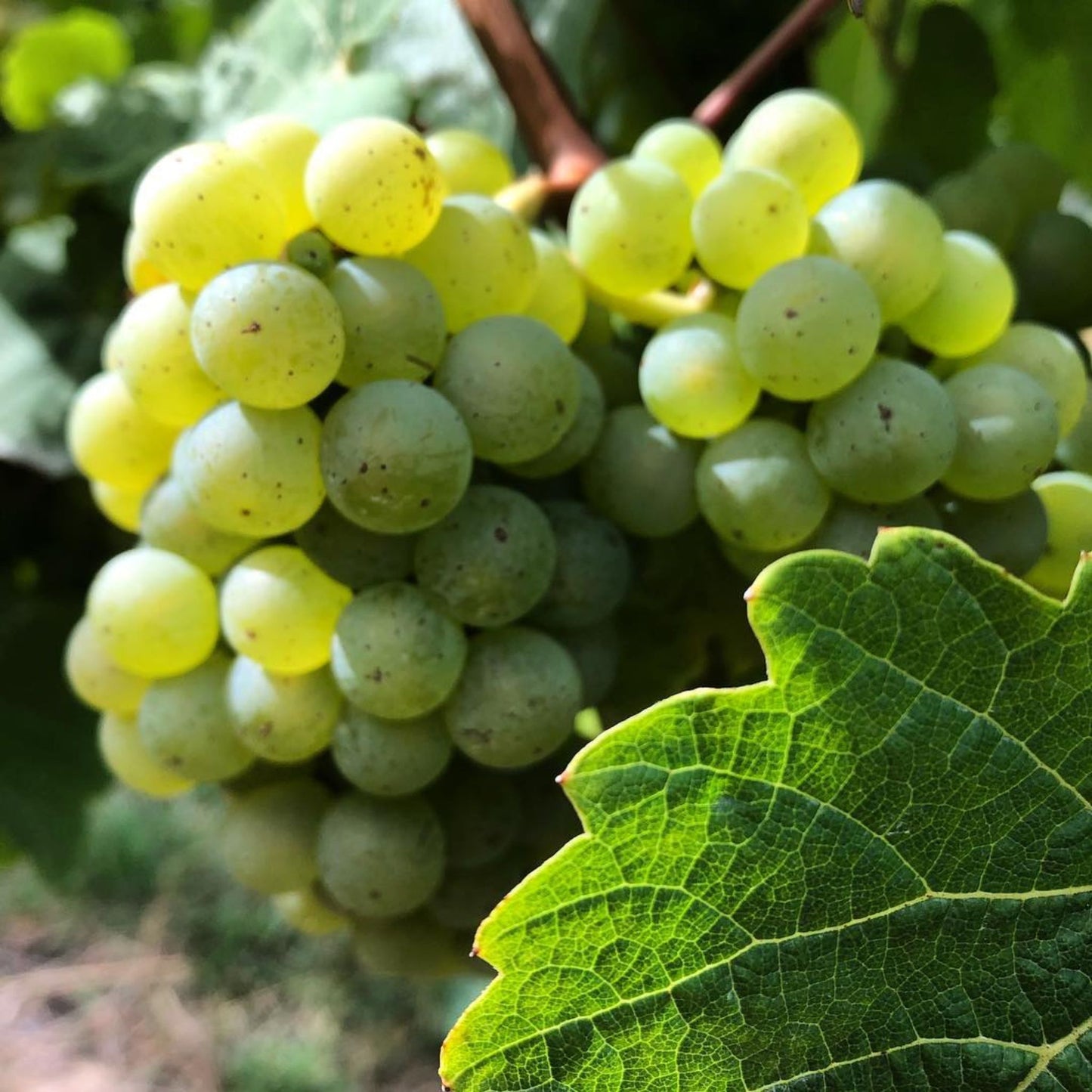 Stargazer Riesling 2024