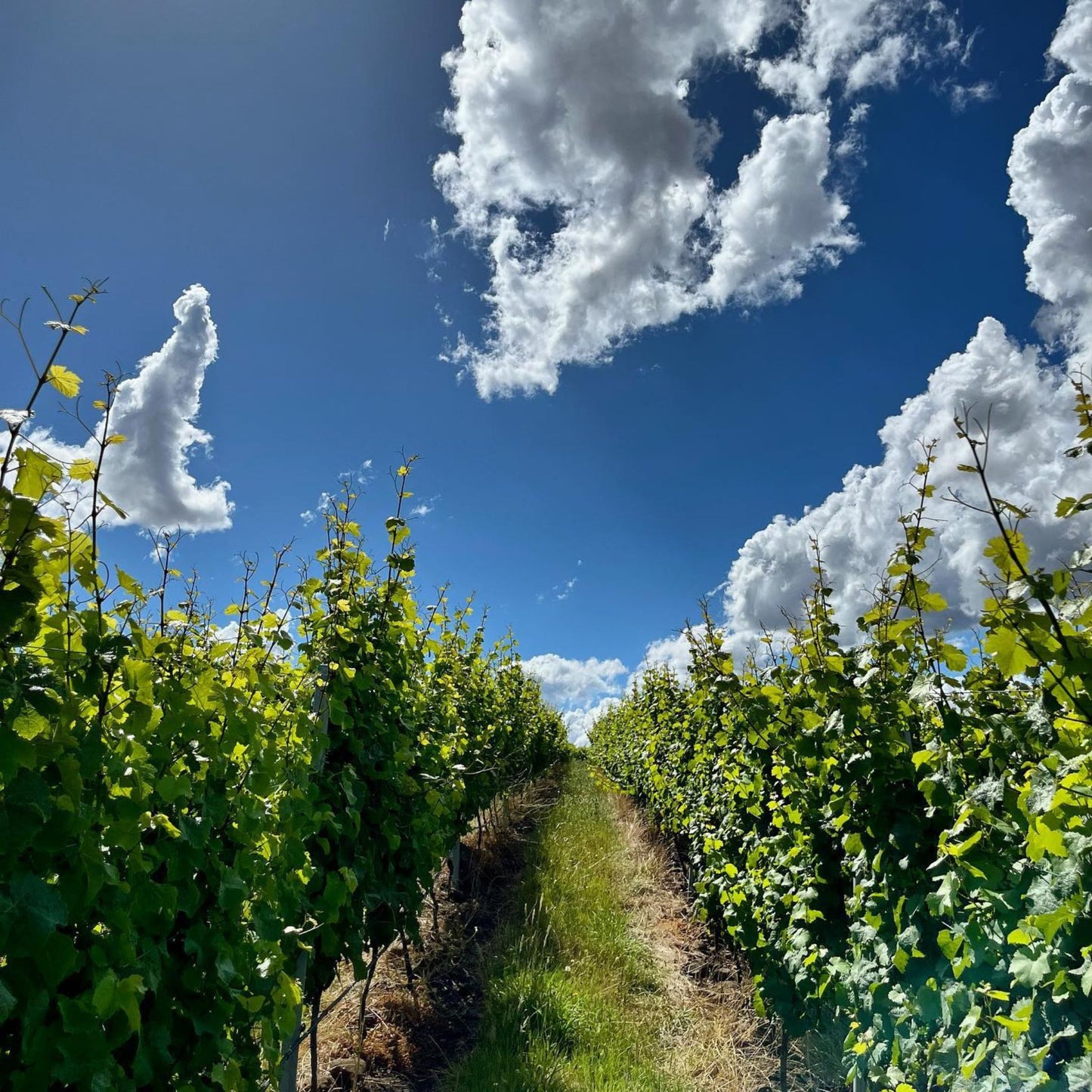 Stargazer Riesling 2024