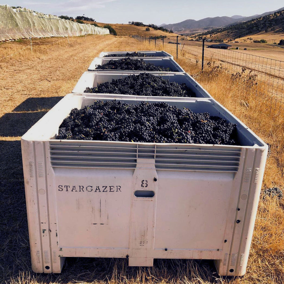 Stargazer Palisander Pinot Noir 2023