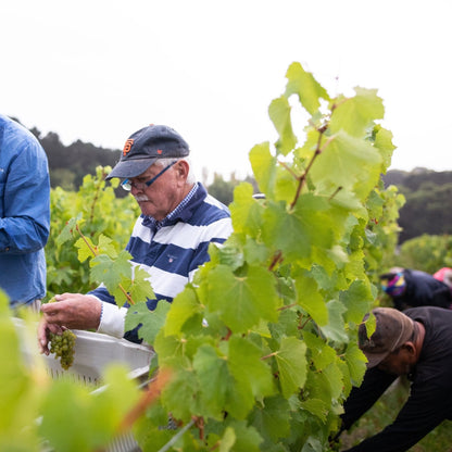 Tapanappa Tiers Vineyard Chardonnay 2020