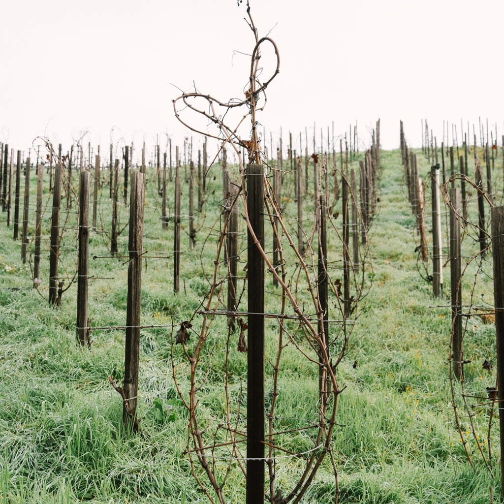 Harlan Estate 'The Mascot' Cabernet Sauvignon 2019