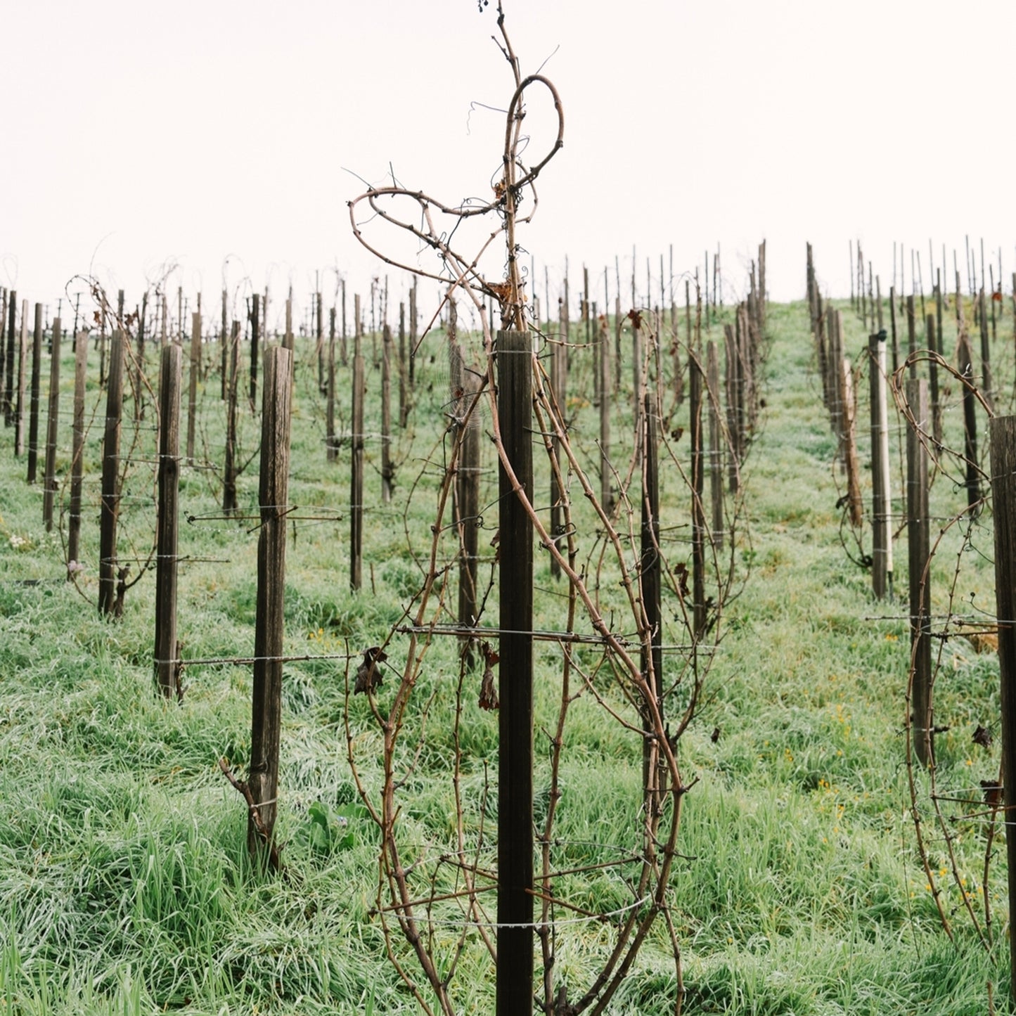 Harlan Estate 'The Mascot' Cabernet Sauvignon 2019