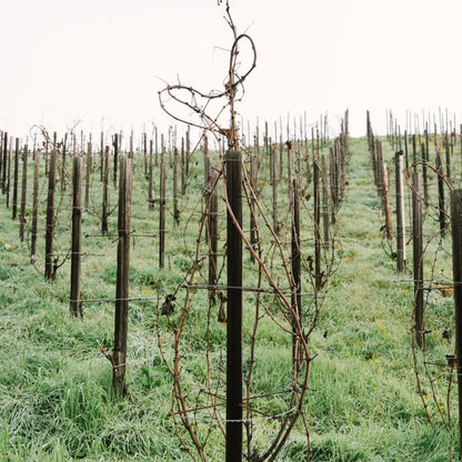 Harlan Estate 'The Mascot' Cabernet Sauvignon 2019