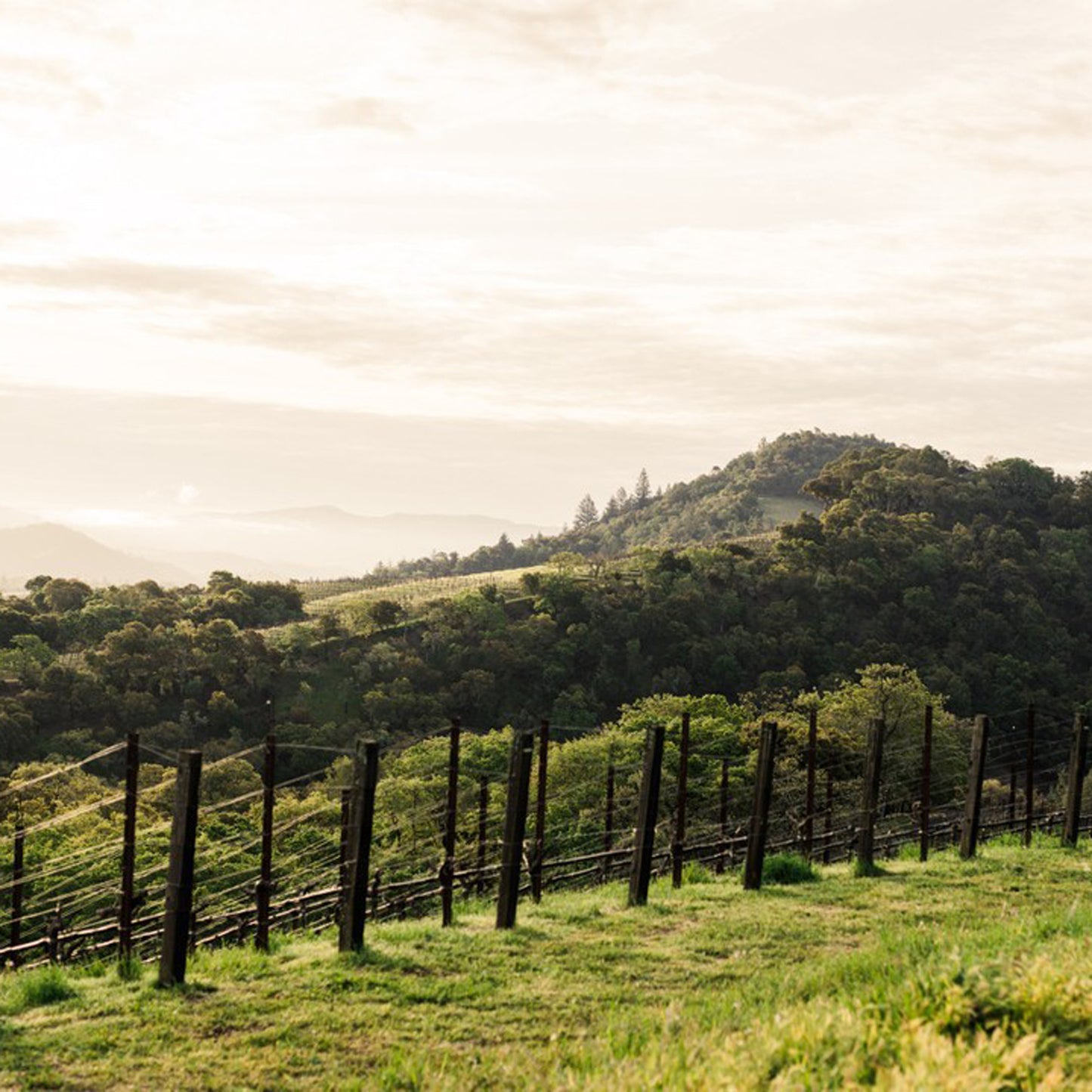 Harlan Estate 'The Mascot' Cabernet Sauvignon 2019