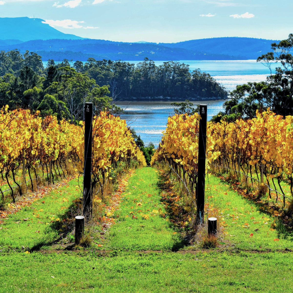 Hughes & Hughes Pinot Noir 2023