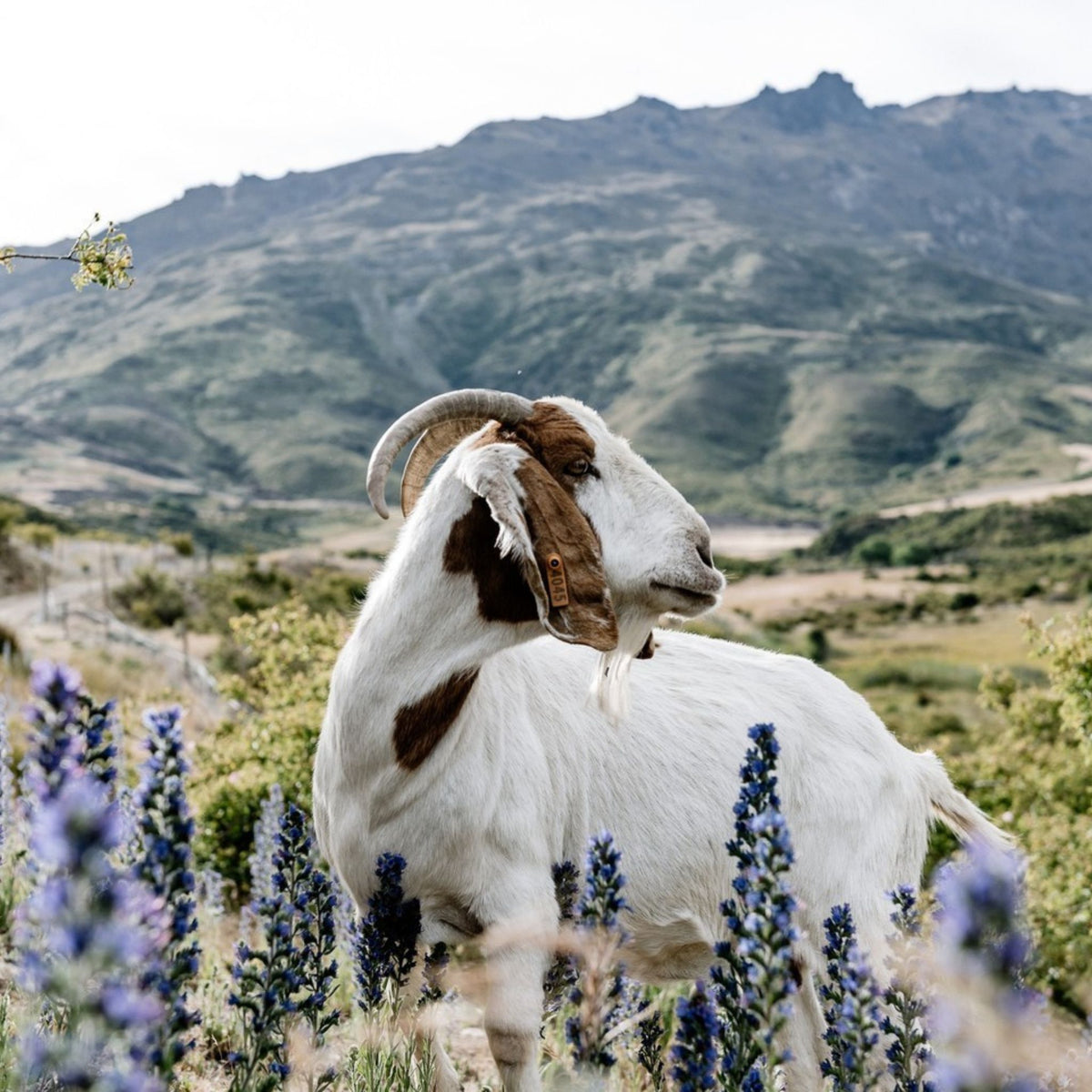 Nanny Goat Single Vineyards Queensberry Chardonnay 2022