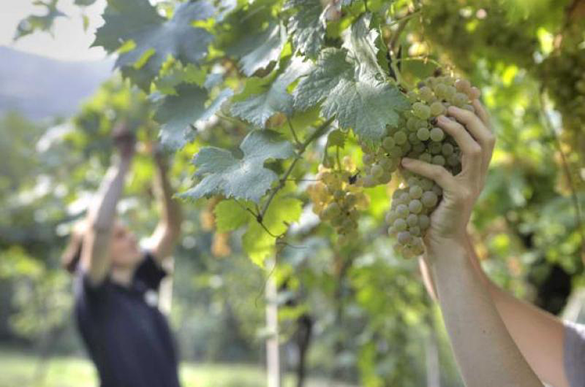 Suavia Monte Carbonare Soave Classico 2021