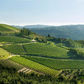 Pio Cesare Piodilei Langhe Chardonnay D.O.C. 2020