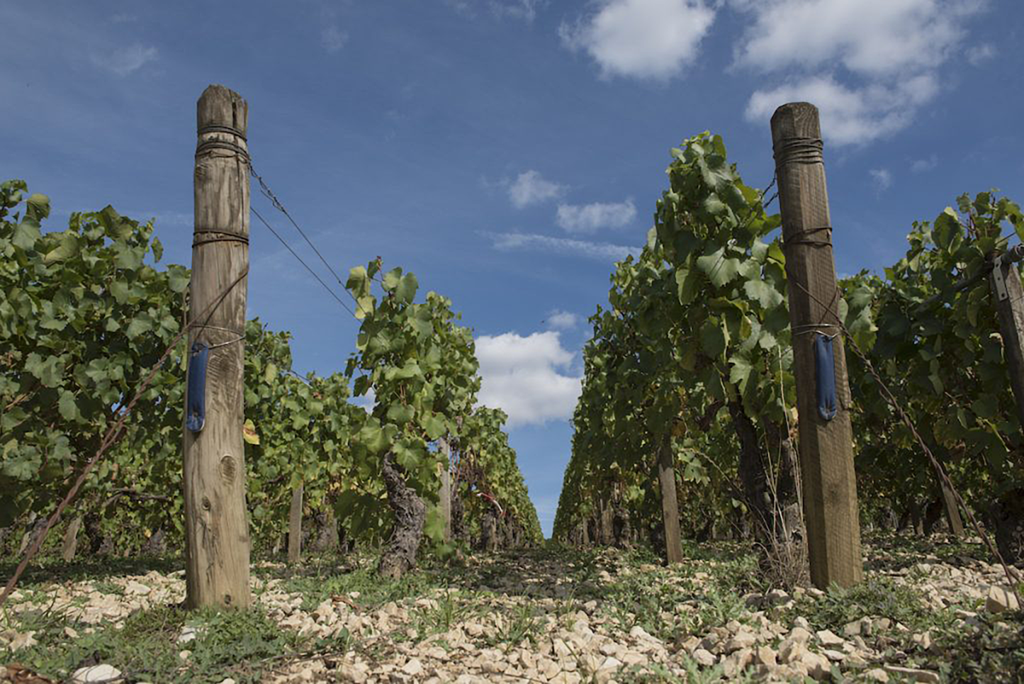 Domaine des Hâtes Pierrick Laroche Chablis 2021