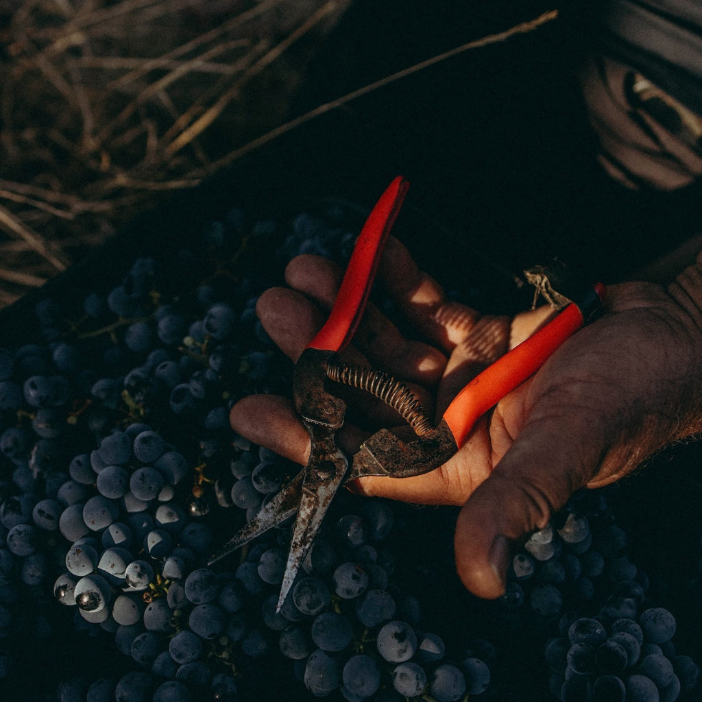 Fire Gully Shiraz 2022