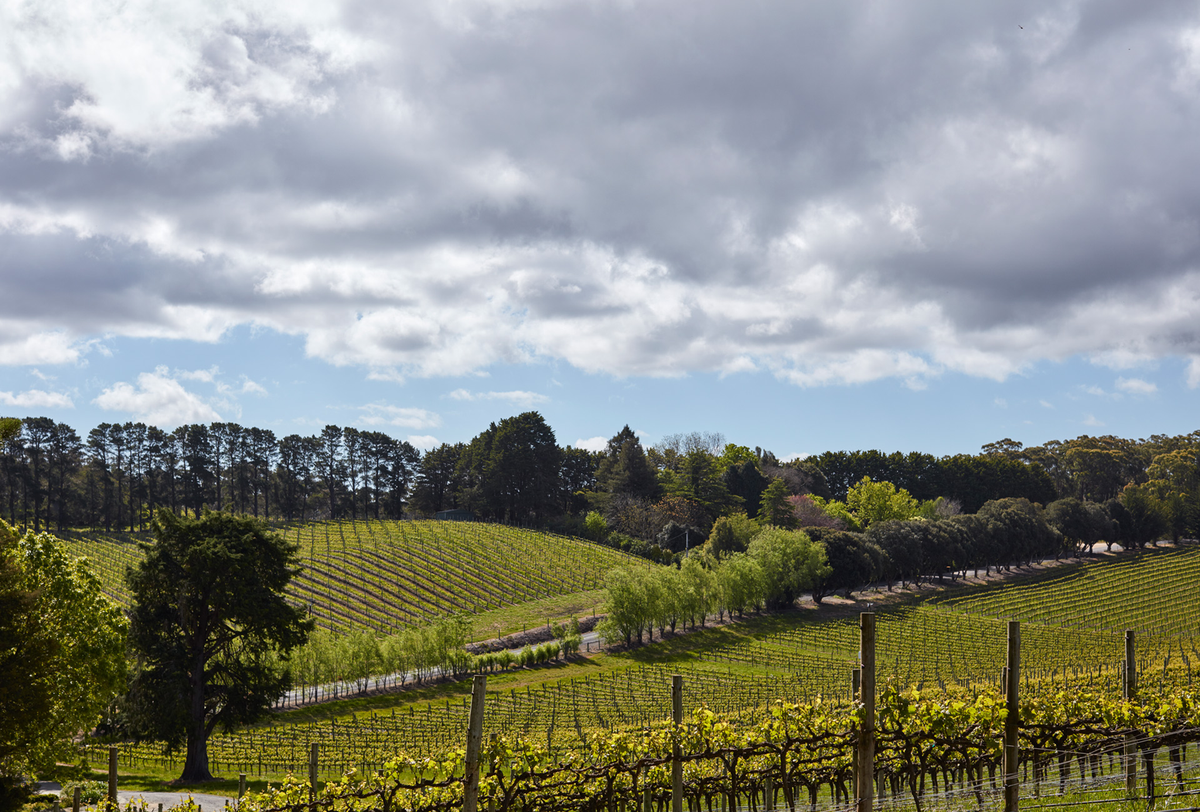 Shaw + Smith Riesling 2022
