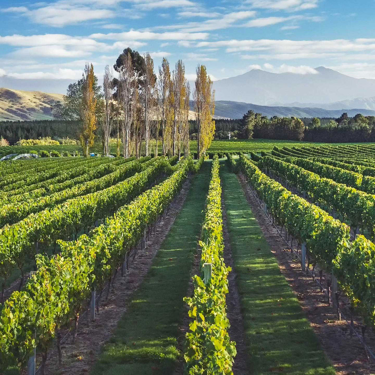 Catalina Sounds Sauvignon Blanc 2025