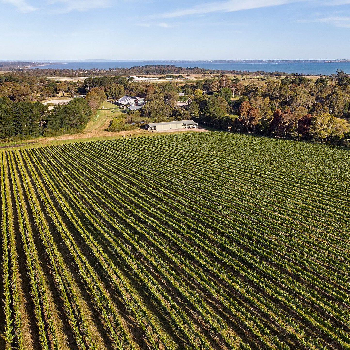 Stonier Pinot Noir 2022