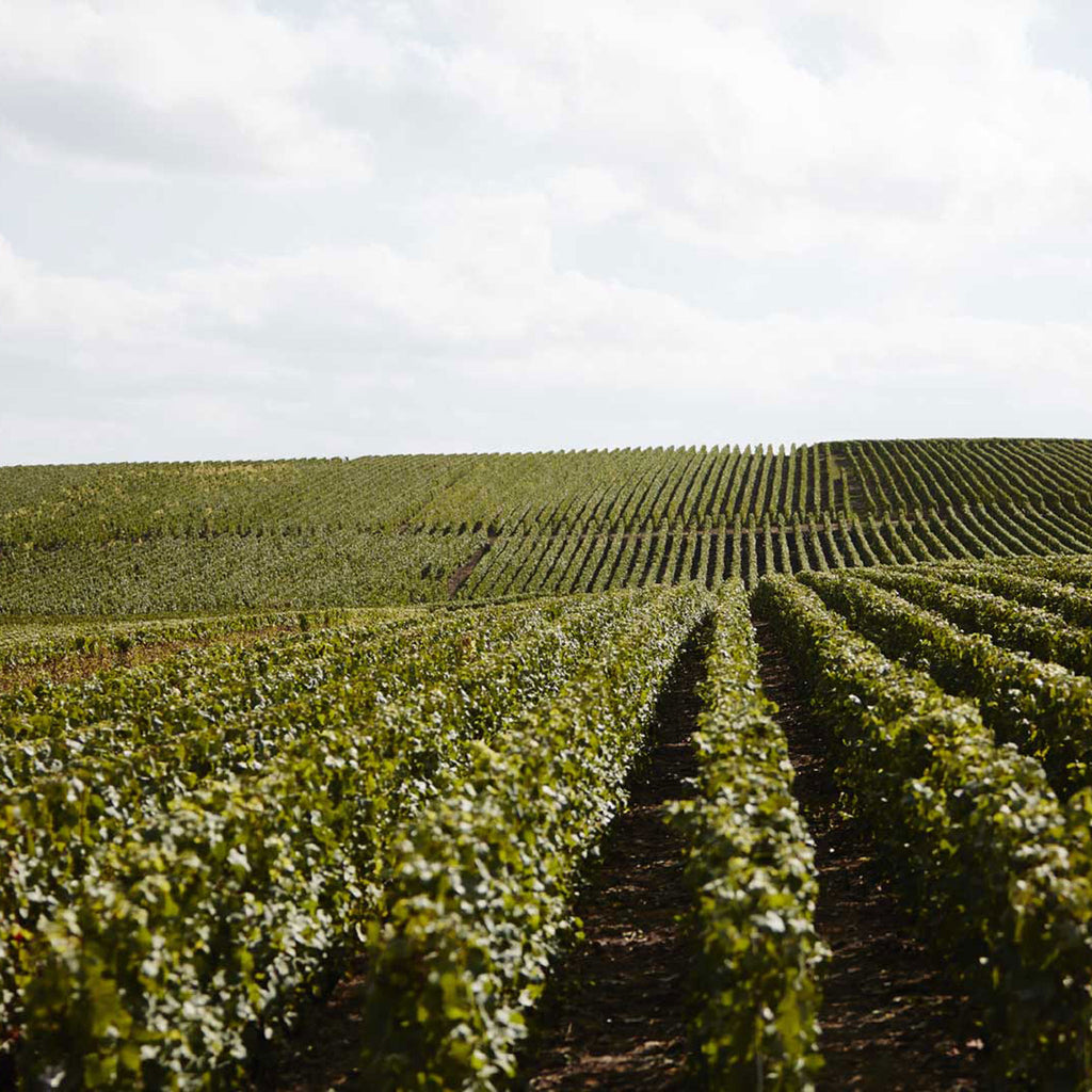 Taittinger Comtes de Champagne Grand Crus Blanc de Blancs 2013