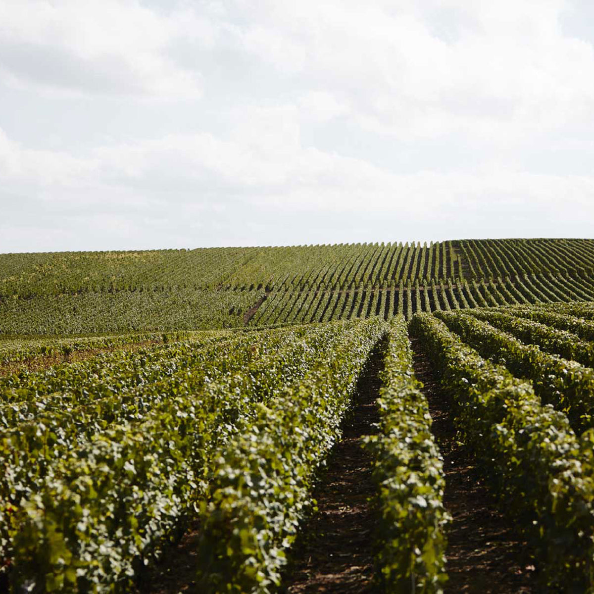Taittinger Comtes de Champagne Grand Crus Blanc de Blancs 2013