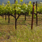 Tiberio Montepulciano d'Abruzzo 2021