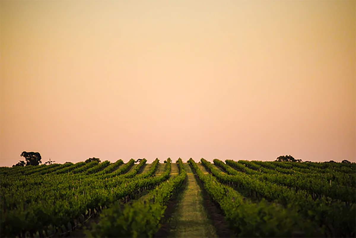 Torbreck Woodcutter's Semillon 2022