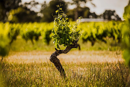 Torbreck Runrig Shiraz 2018