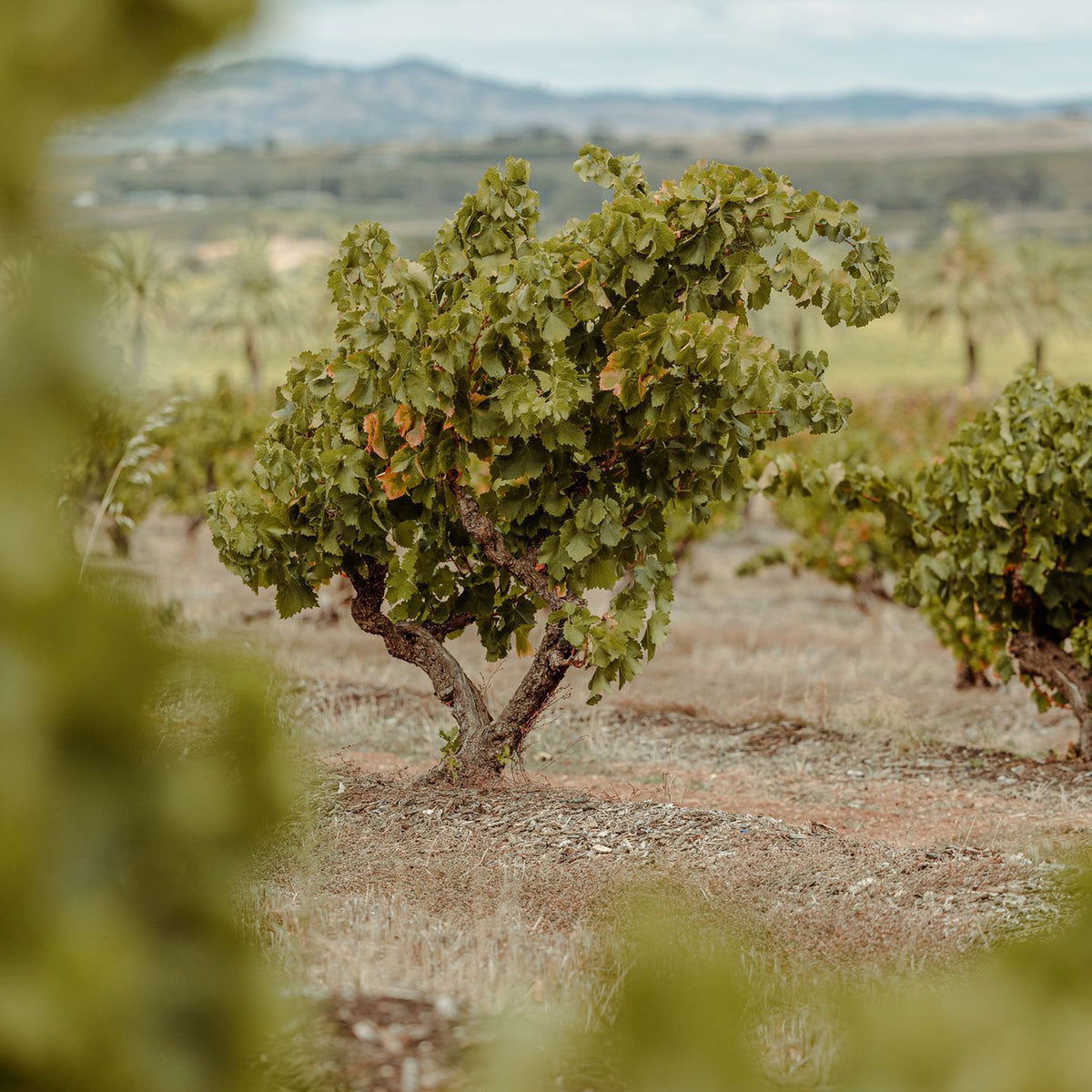 Torbreck Woodcutters Shiraz 2023