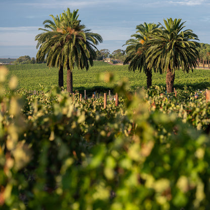 Torbreck Runrig Shiraz 2018