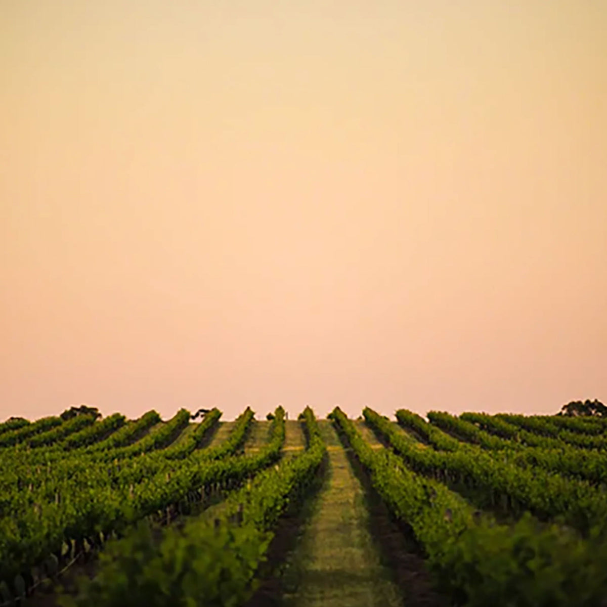 Torbreck Woodcutters Shiraz 2023