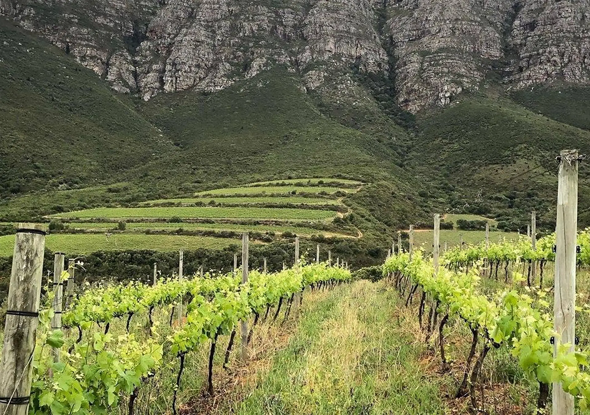 Valenciso Rioja Laderas De Cabama 2021