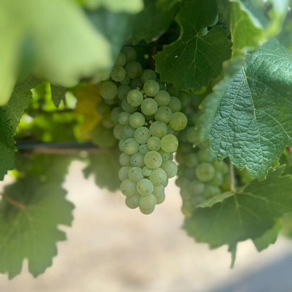 Henschke Julius Riesling 2024