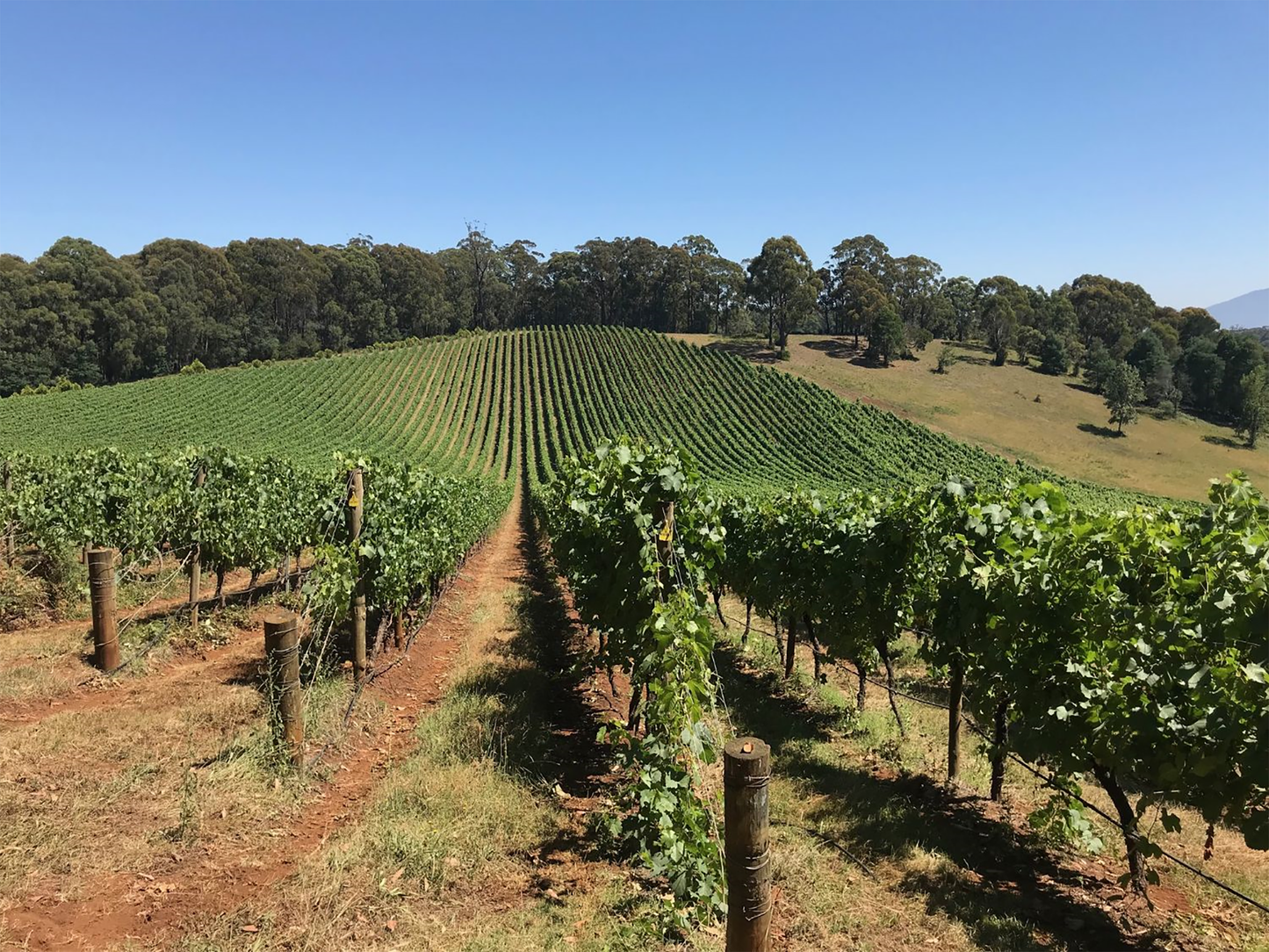 Giant Steps Wombat Creek Vineyard Pinot Noir 2021