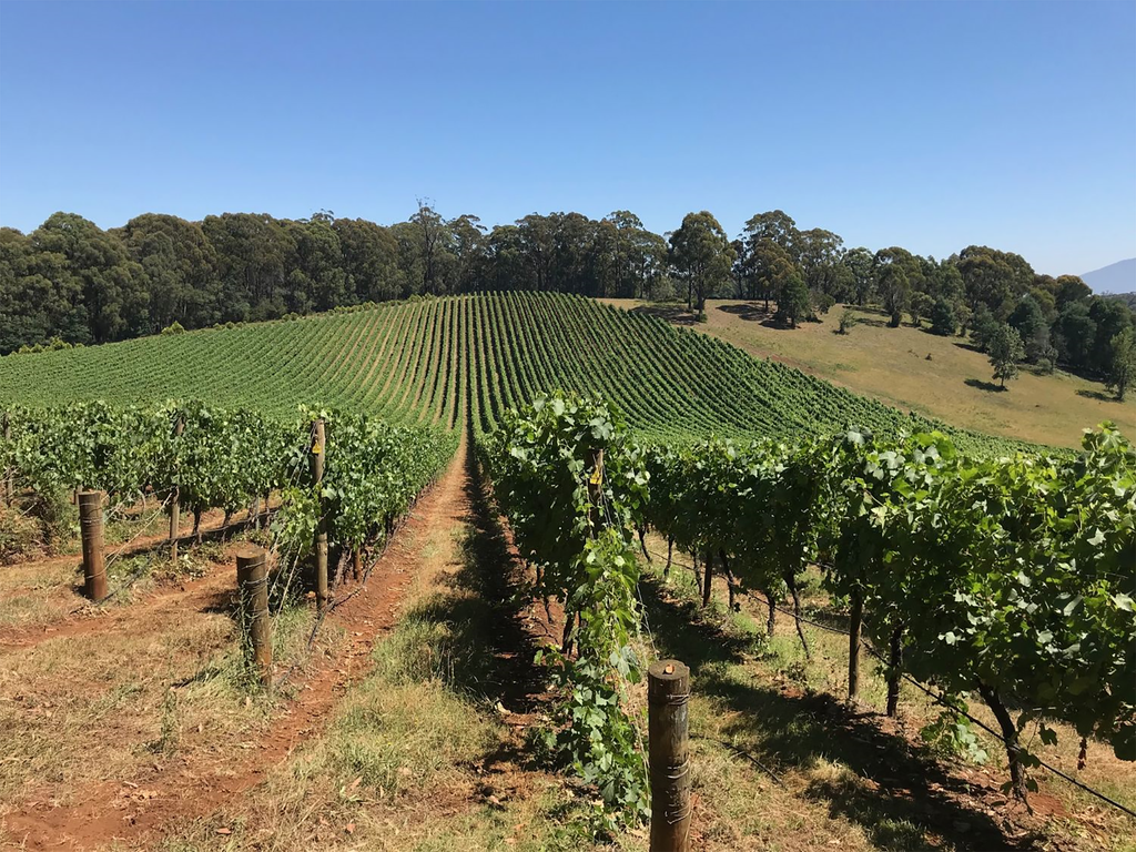 Giant Steps Wombat Creek Vineyard Chardonnay 2022