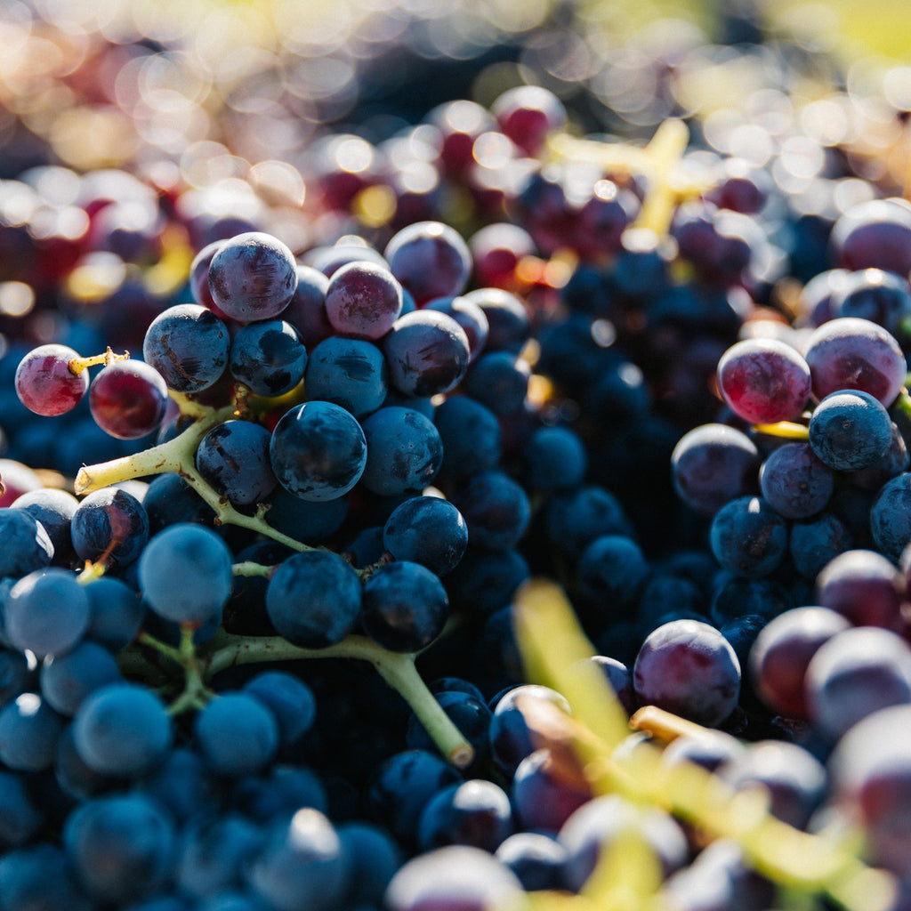 Yangarra Estate Shiraz 2015